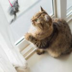 Waarom katten zoveel houden van kattenspeeltjes